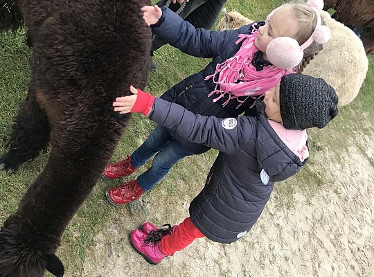 Spotkanie z alpakami