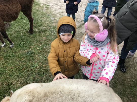 Spotkanie z alpakami