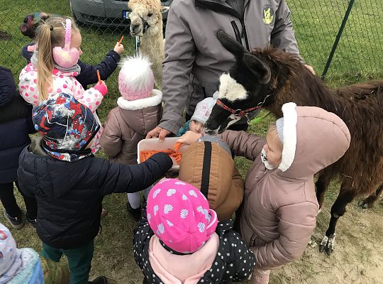 Spotkanie z alpakami