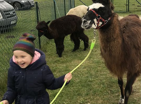 Spotkanie z alpakami