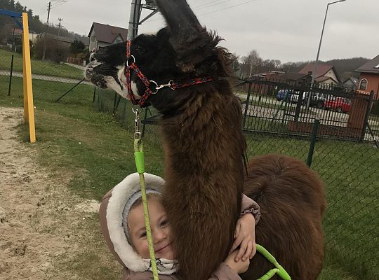 Spotkanie z alpakami